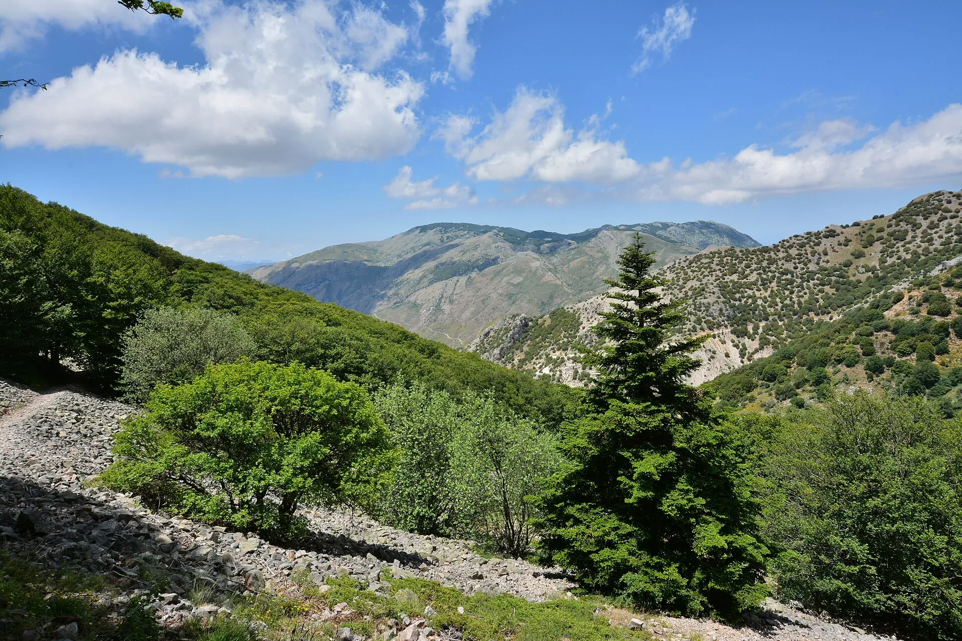 Un giovane Abies nebrodensis sulle pendici sassose del Vallone Madonna degli Angeli, con faggi e montagne sullo sfondo