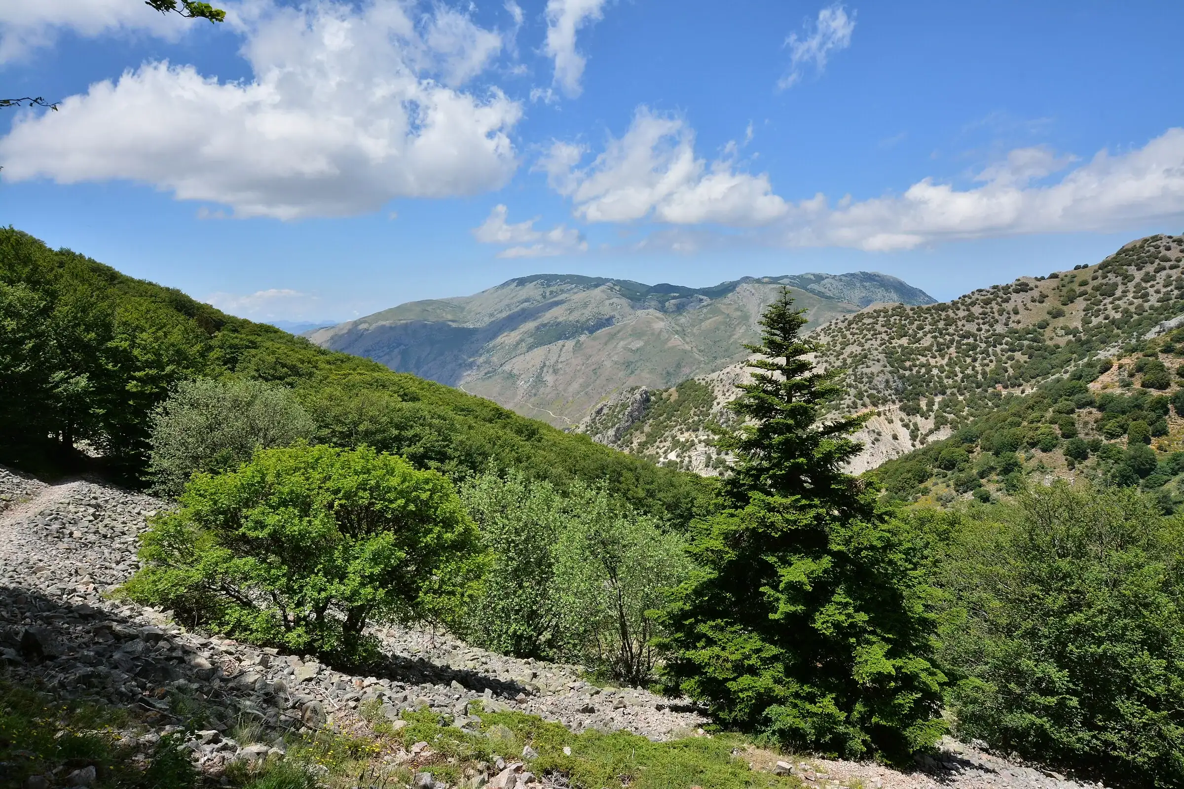 Un abete delle Madonie sul versante sassoso del vallone, tra lecci e cespugli, con le montagne sullo sfondo