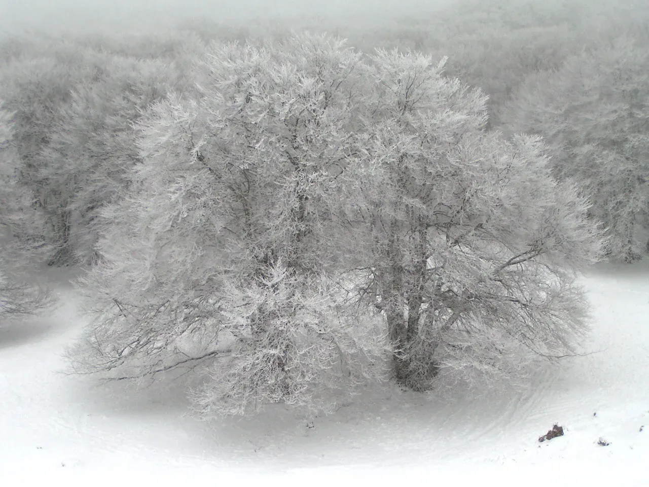 Un faggio carico di neve e brina sul pianoro di Piano Battaglia, nella nebbia