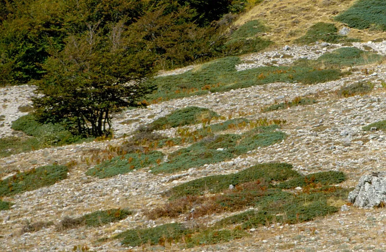 Faggi bassi e chiazze di vegetazione tra le pietraie della conca della Quacella