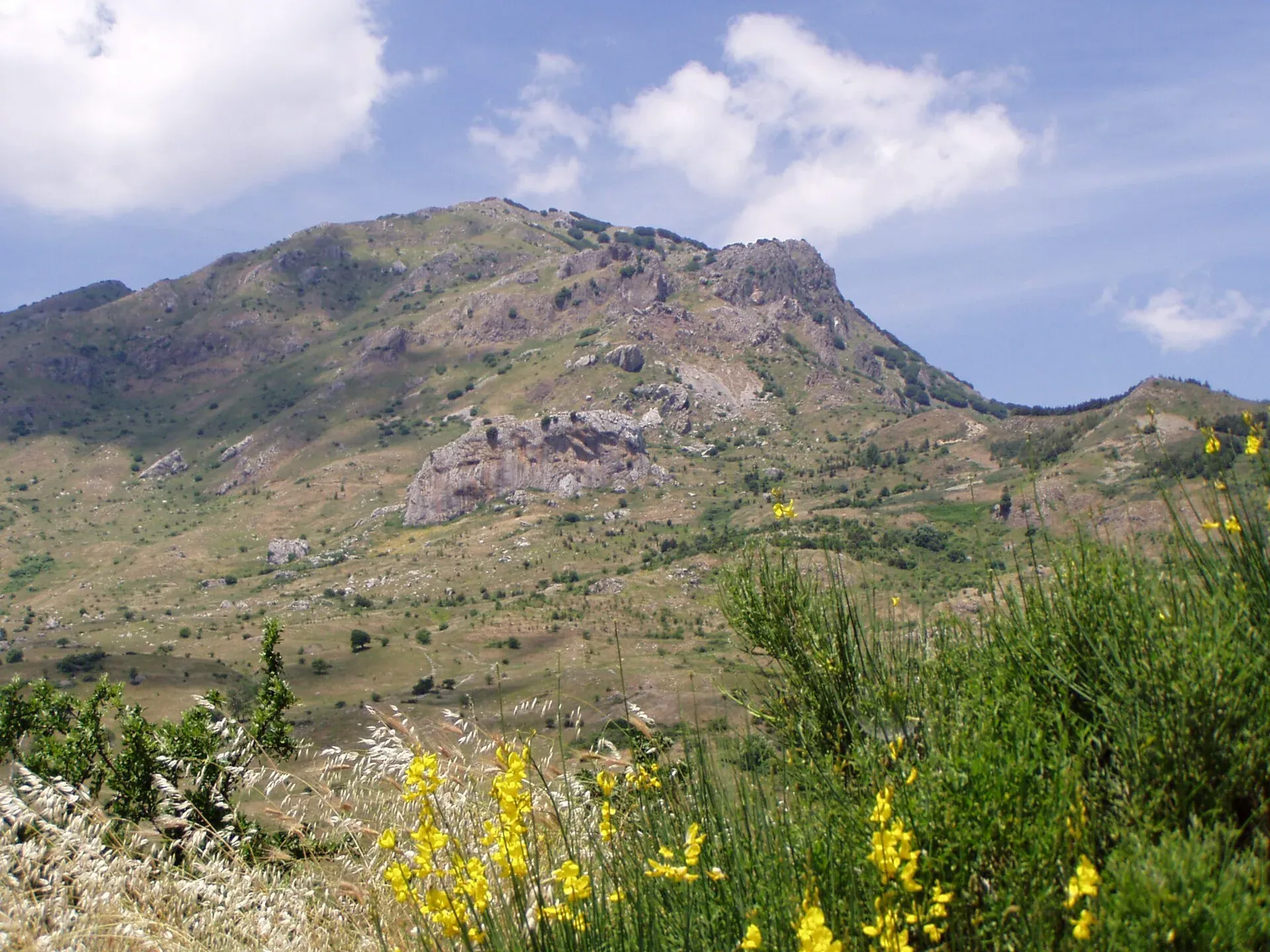 Il Monte San Salvatore sulle Madonie, con le ginestre fiorite in primo piano