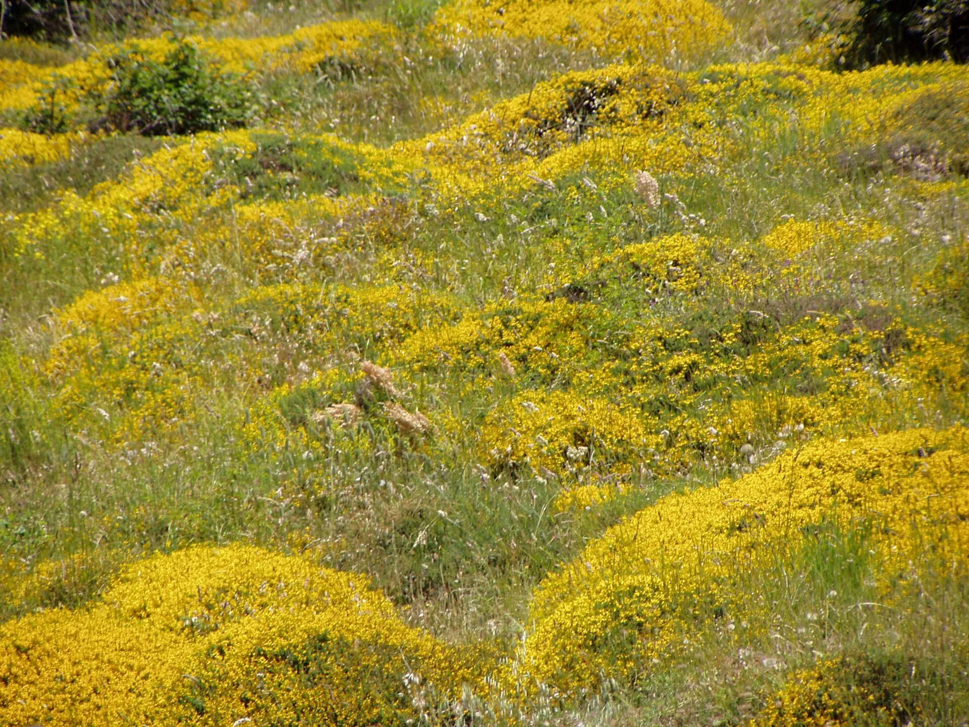 Cuscini di ginestra in piena fioritura gialla su un prato d'alta quota delle Madonie