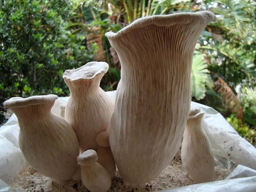 Esemplari di fungo di basilisco (Pleurotus nebrodensis), bianchi e a forma di imbuto