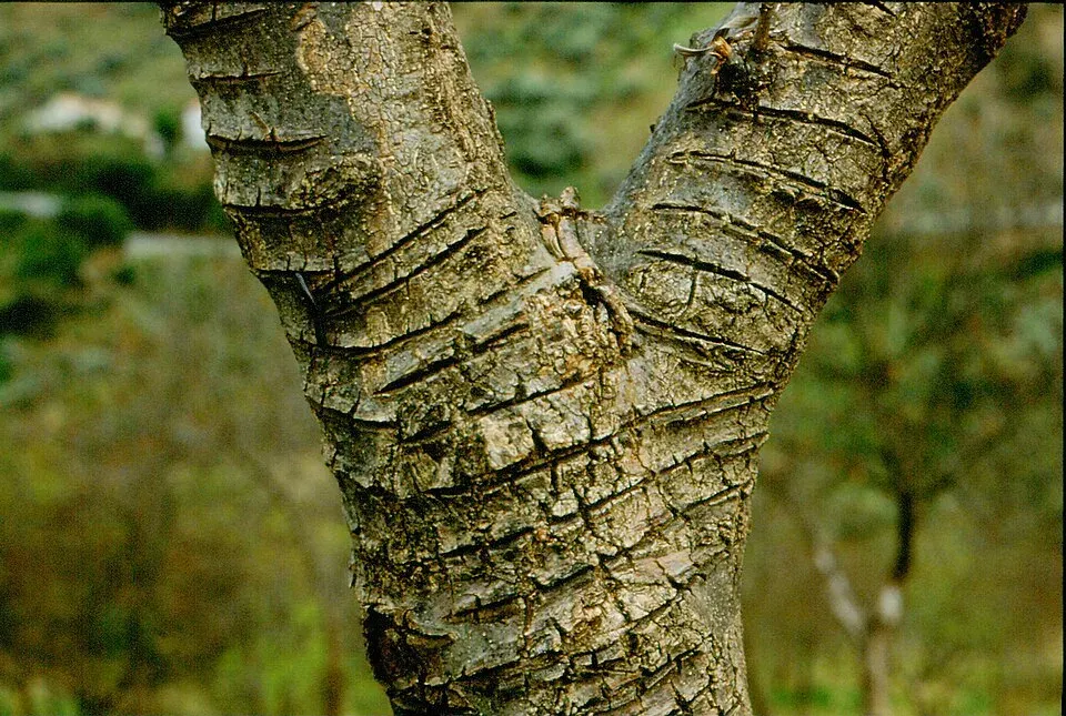 Tronco di frassino da manna segnato dalle incisioni orizzontali fatte sulla corteccia per far uscire la linfa