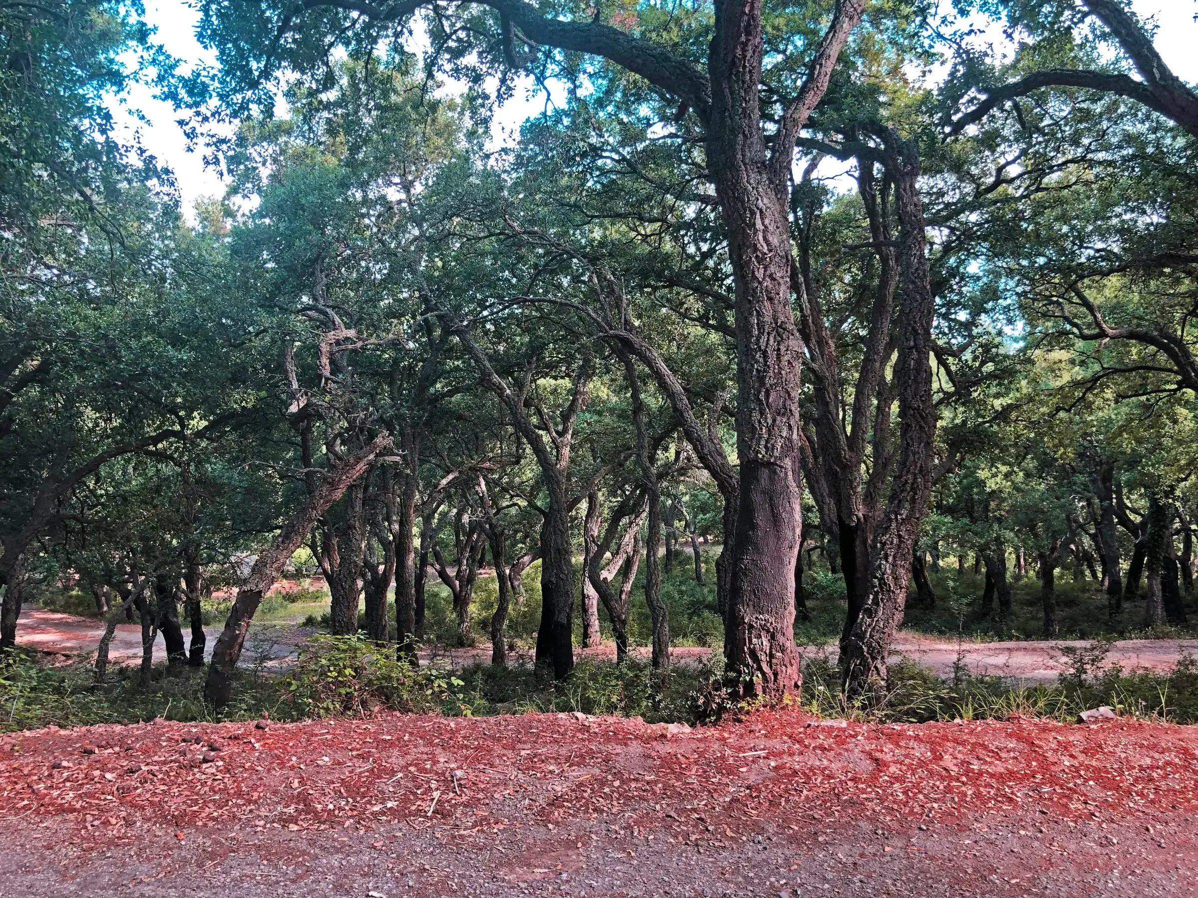 Una strada sterrata rossa nel bosco di querce da sughero tra Geraci Siculo e Castelbuono