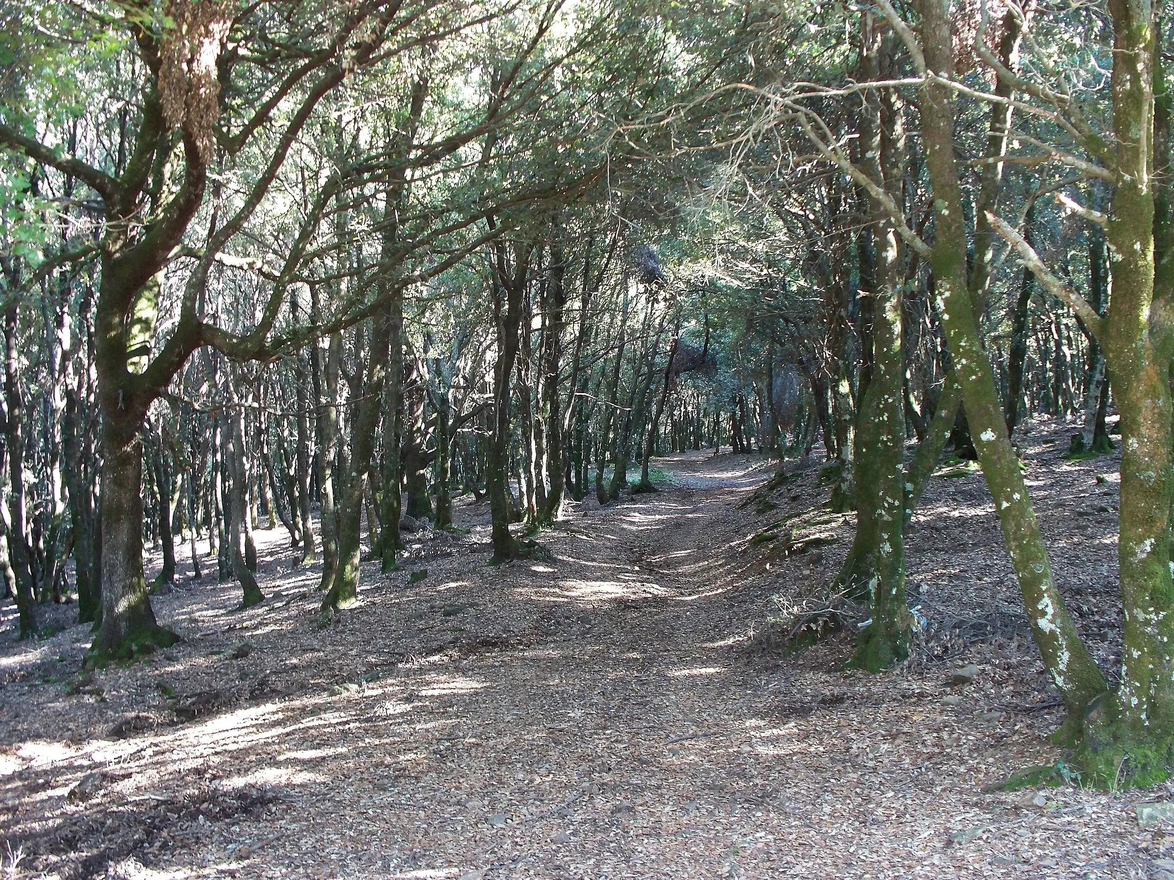 Una pista sterrata nel bosco della zona di Piano Zucchi, tra alberi fitti e foglie secche
