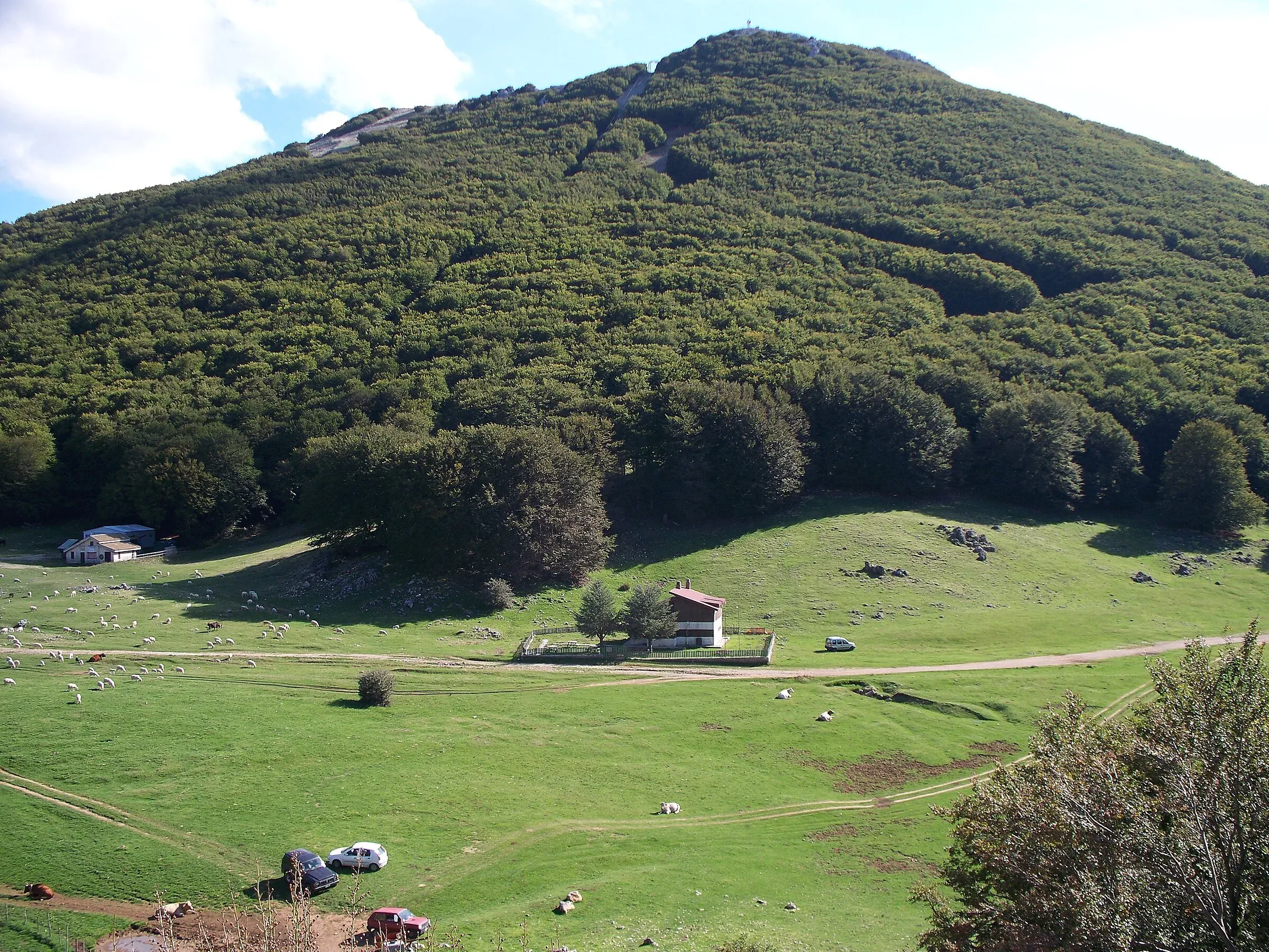 I prati di Piano Battaglia con le pecore al pascolo e la faggeta che copre il monte