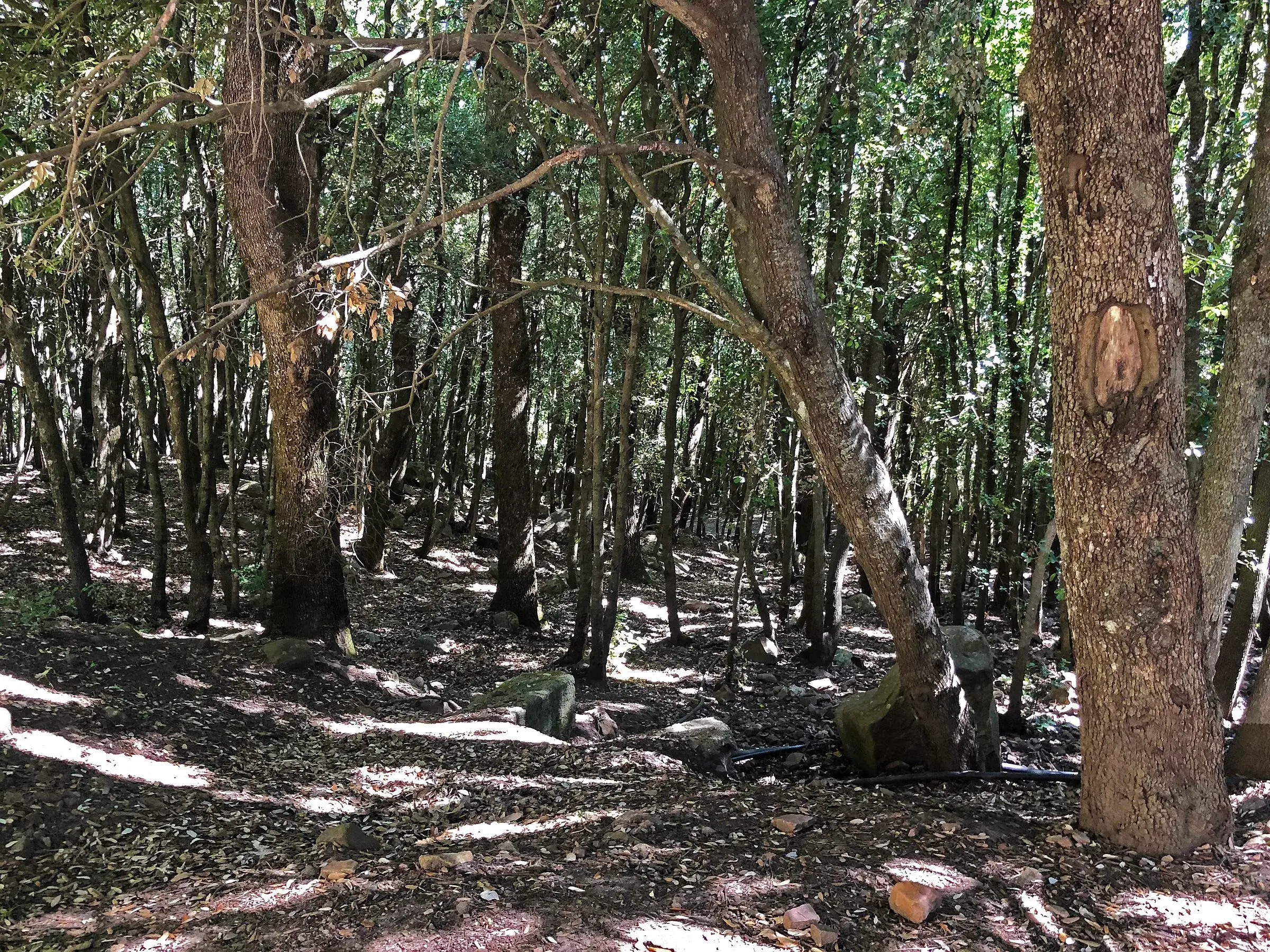 Il bosco di agrifogli di Piano Pomo, con i tronchi chiari e la luce che filtra tra le foglie