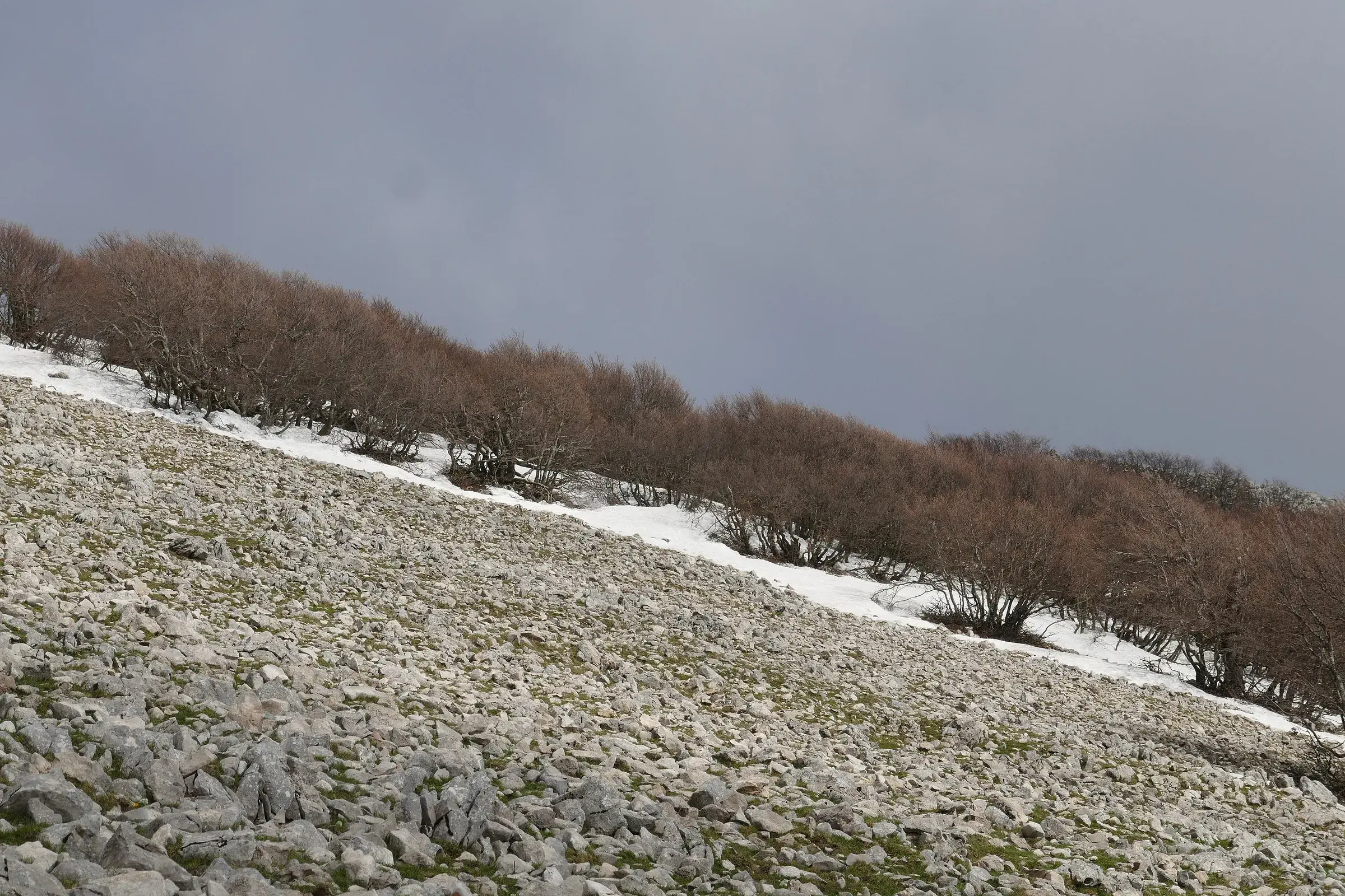 Un ghiaione di calcare sul Pizzo Carbonara, con chiazze di neve, arbusti spogli e il cielo grigio